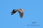 Flying Blue Heron 02.jpg