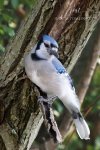Backyard Blue Jay 02.jpg