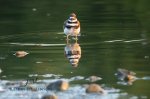 Killdeer in the Pond.jpg