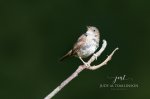House Wren at The Coves.jpg
