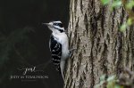 Backyard Hairy Woodpecker.jpg