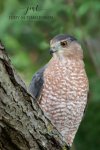 Backyard Cooper's Hawk.jpg