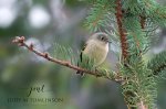 Backyard Ruby-Crowned Kinglet.jpg