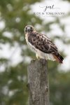 Red-Tailed Hawk 07.jpg