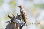 Male Northern Flicker 03.jpg