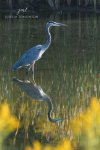 Great Blue Heron Reflection.jpg