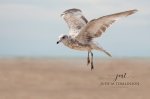 Hovering Ring-Billed Gull.jpg