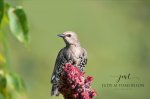 European Starling on the Sumac.jpg