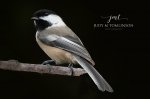Black-Capped Chickadee Portrait.jpg