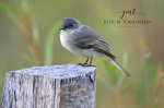 Eastern Phoebe in the Fall.jpg