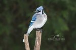 Backyard Blue Jay 03.jpg