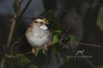 White-Throated Sparrow with a Berry.jpg