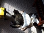100_1194.JPG