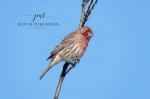 House Finch 02.jpg