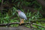 Green Heron in the Marsh 02.jpg