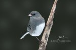 Backyard Dark-Eyed Junco.jpg