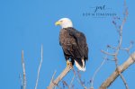 Bald Eagle at the Thames 2019 01.jpg