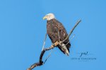 Bald Eagle at the Thames 2019 02.jpg