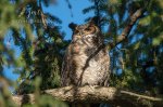 Great Horned Owl at Woodland 2019 01.jpg