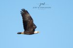 Bald Eagle Fly By.jpg