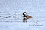 Hooded Merganser at the Pond.jpg