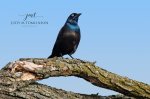 Posing Grackle.jpg