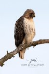 Red-Tailed Hawk 09.jpg