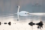 Trumpeter Swan 01.jpg