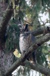 Great Horned Owl Pair.jpg