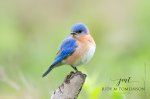 Bluebird at Saunders Pond 02.jpg