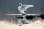 Trumpeter Swan 02.jpg