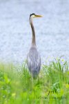 Great Blue Heron at the Coves 04.jpg