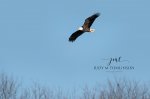 Bald Eagle at the Thames 2019 03.jpg