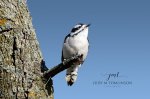 Downy Woodpecker 07.jpg