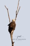 Bald Eagle at the Thames 2019 04.jpg