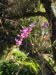 OrchidsInTheTree.jpg