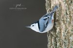 White-Breasted Nuthatch at Greenway Park.jpg