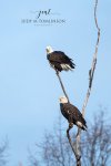 Bald Eagle Pair.jpg