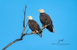 Bald Eagle Couple.jpg