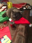 Leo helping with the gift wrapping!.JPG
