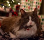 Boomer Christmas 2019.jpg