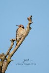 Northern Flicker at Greenway Park.jpg