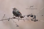 Winter Starling.jpg