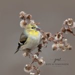 Portrait of a Winter Goldfinch.jpg