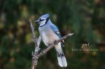 Backyard Blue Jay 04.jpg