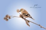 Winter Goldfinch .jpg