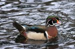 Wood Duck at Storybook Gardens.jpg
