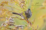 Lincoln's Sparrow in a Field of Yellow.jpg