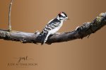 Downy Woodpecker 06.jpg