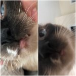 Chanel Day 1 and Day 7 EGC.jpg